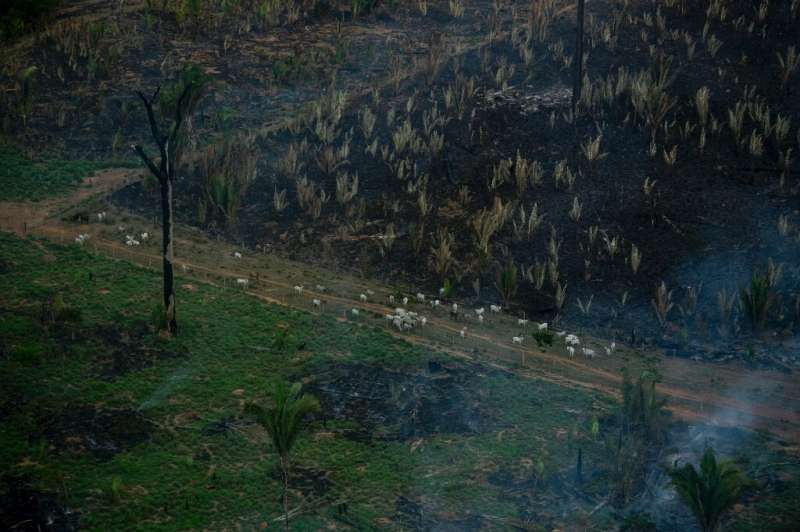 A herd of cattle are seen near an illegal fire in the rainforest in Labrea, in Brazil's Amazonas state