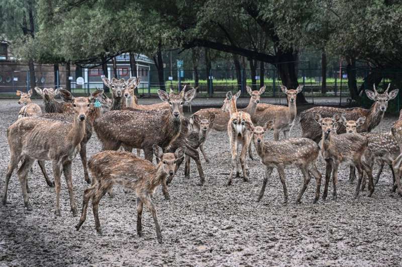 A herd of deer at a conservation park in Beijing