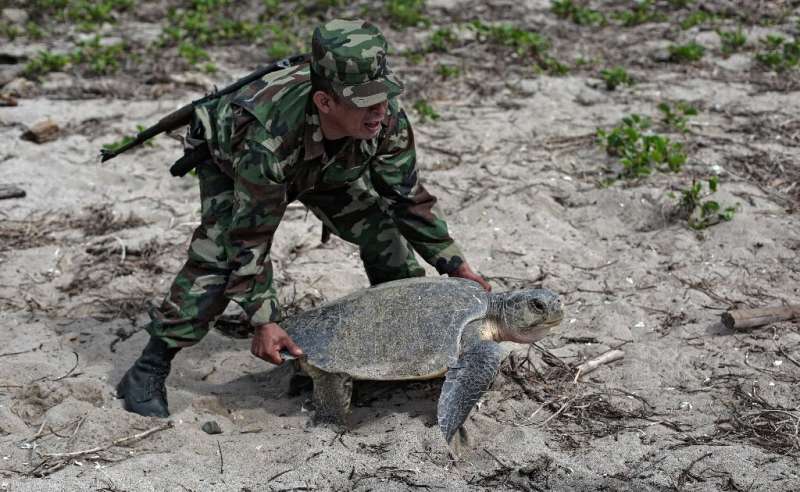 A member of Nicaragua's army carries an olive ridley turtle after she laid her eggs at the beach in La Flor Wildlife Refugee in 
