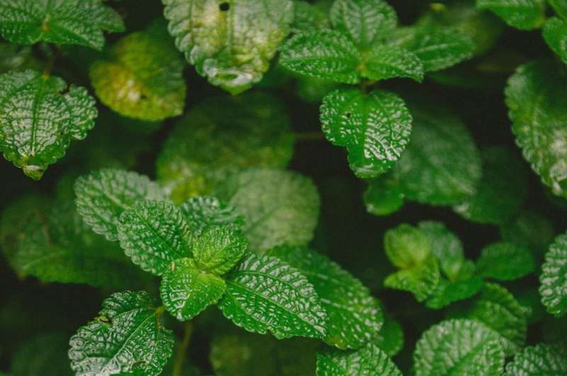 A minty-fresh solution: Using a menthol-like compound to activate plant immune mechanisms