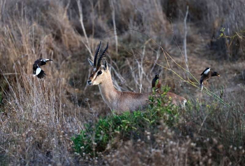 A mountain gazelle surrounded by common myna birds at the Gazelle Valley, an urban nature reserve in the heart of Jerusalem