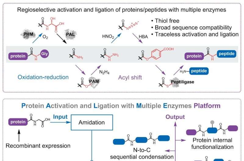 A multi-enzyme platform is developed for sequence-unlimited traceless protein synthesis