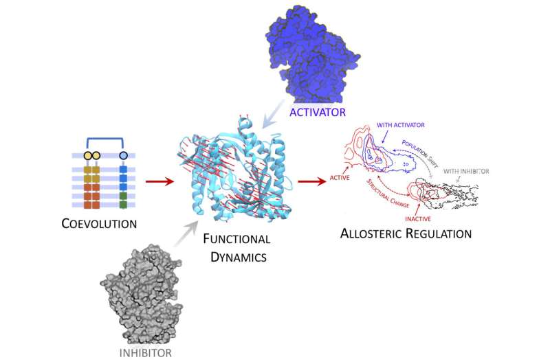 A new method to understand protein dynamics and the regulation of cellular processes