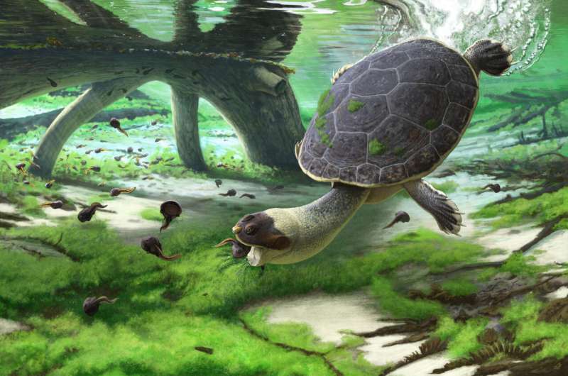 A new pelomedusoid turtle from the Late Cretaceous of Madagascar discovered
