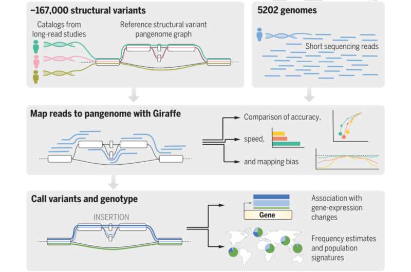 یک روش جدید برای یافتن تنوع ژنتیکی، سوگیری را از ژنوتیپ انسان حذف می کند