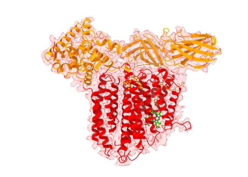 A pathway emerges: Biologists describe structure and function of a heme transport and assembly machine