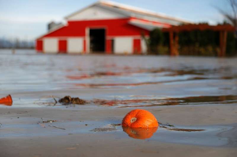 Una calabaza flota en las aguas de la inundación en una granja en Abbotsford, al este de Vancouver, en noviembre de 2021, tras un récord de lluvias que re
