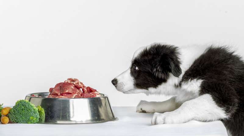 A puppy's diet seems to be a sig­ni­fic­ant factor in the de­vel­op­ment of al­lergy and atopy re­lated skin symp­toms in adult 