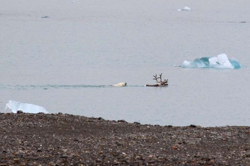 A research team from a Polish scientific station caught on camera a polar bear hunting a reindeer in Norway's Svalbard archipela