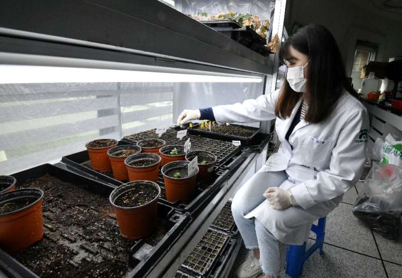 A researcher checks trial plantations at the wild plant seeds research division of the Baekdudaegan National Arboretum