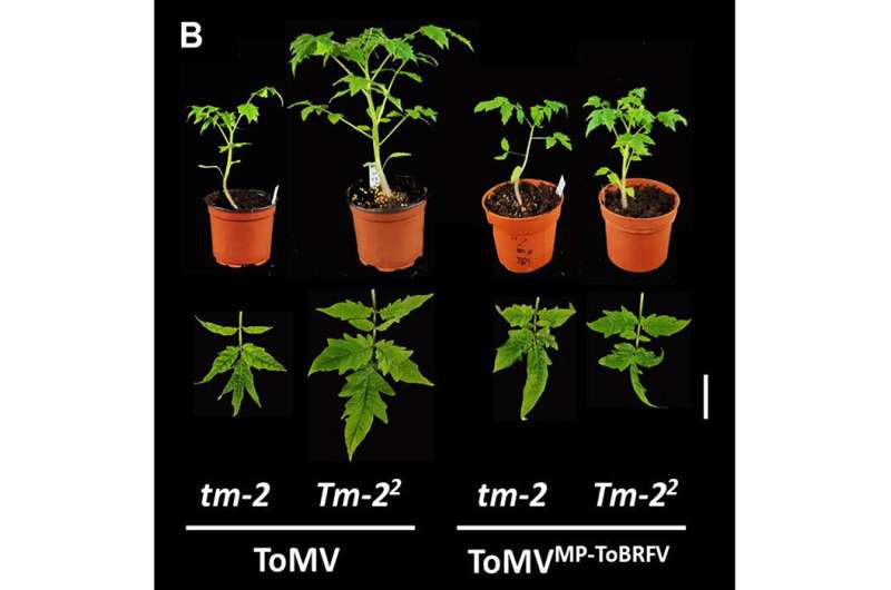 A sequence change in a single protein allowed a tomato virus to become a global crop pandemic