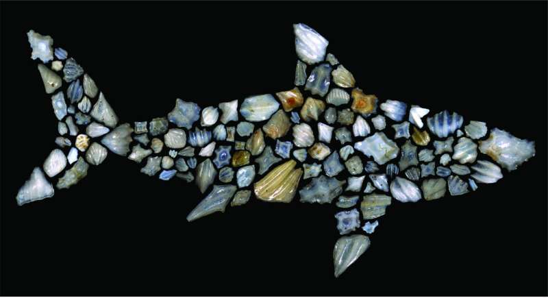 A shark mystery millions of years in the making