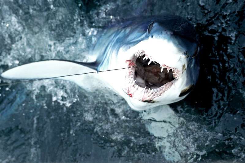 A shortfin mako shark being fished for sport in The United States in 2017