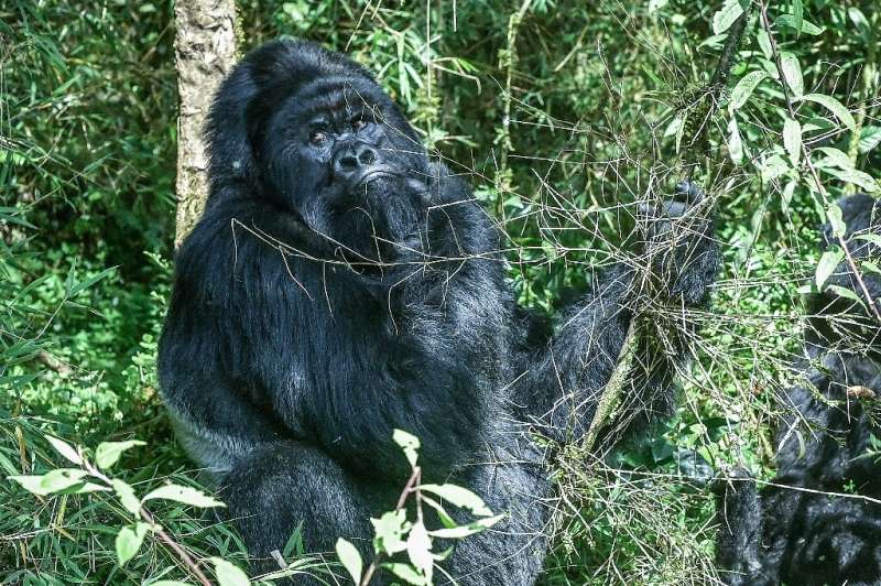 A silverback mountain gorilla from the Muhoza family sits in Rwanda's Volcanoes National Park