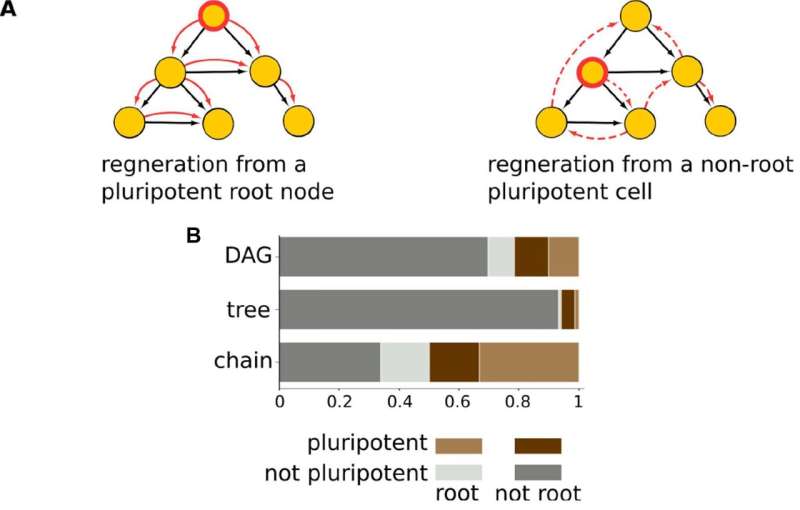 A simple model of development reveals shapes of cell lineages and links to regeneration