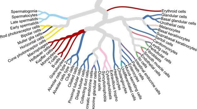 A single cell type map of human tissues
