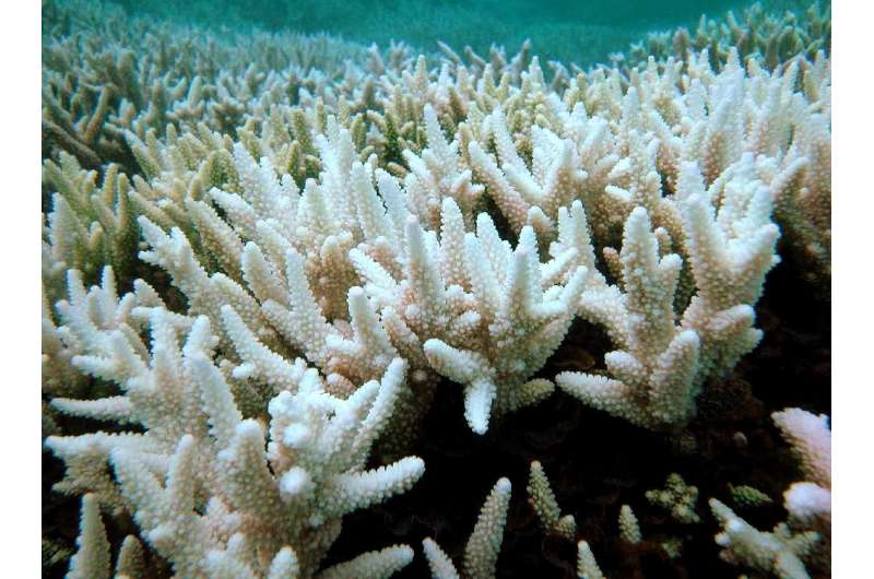 A single so-called bleaching event in 1998 caused by warming waters wiped out eight percent of all corals