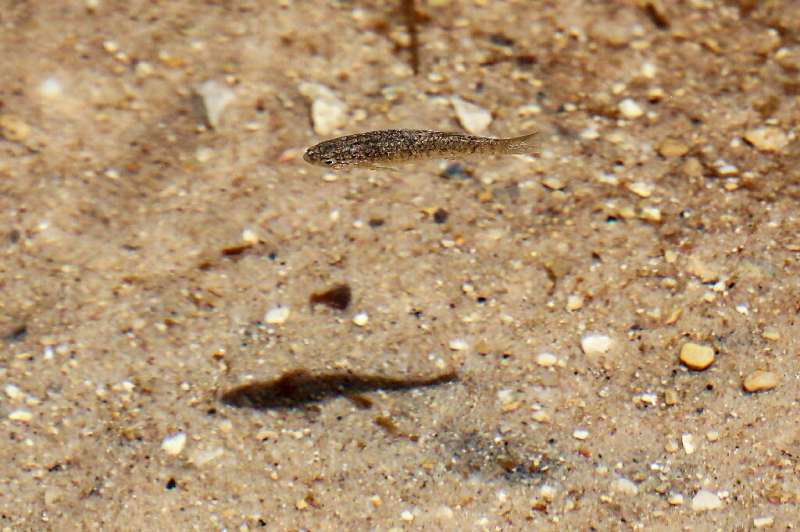 A specimen of the endangered Dead Sea toothcarp (Aphanius dispar richardsoni) swims at Jordan's Fifa Nature Reserve, some 140 ki