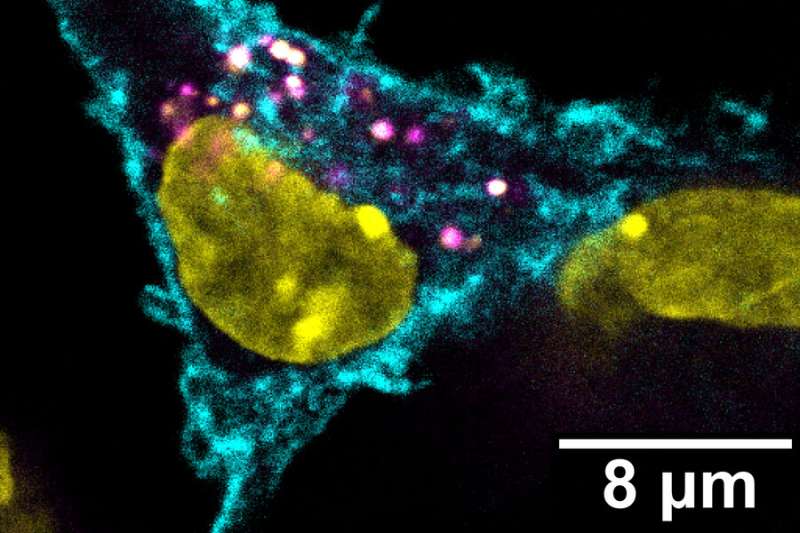 A stealthy way to combat tumors | MIT News