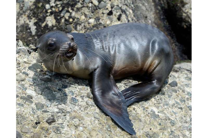 A stranded, malnourished sea lion pup is seen at White Point Park near the port of San Pedro in Los Angeles on April 5, 2013