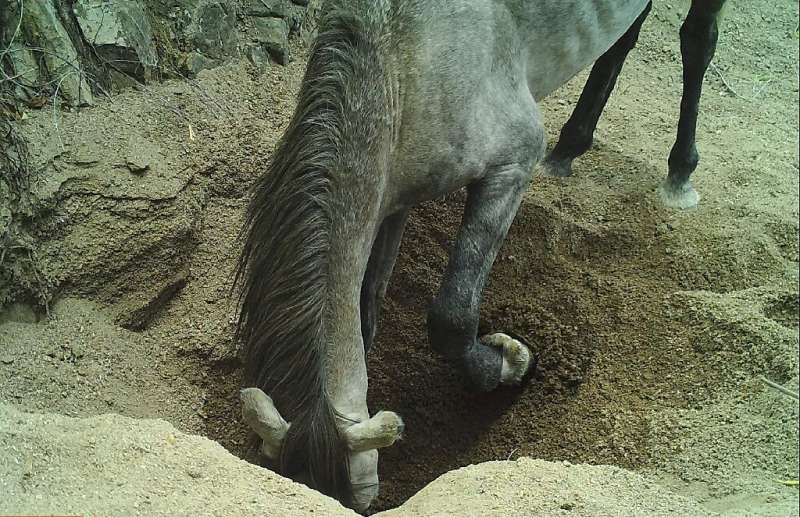 A study has found wells dug by horses and donkeys increased water availability for many native desert species, and decreased the