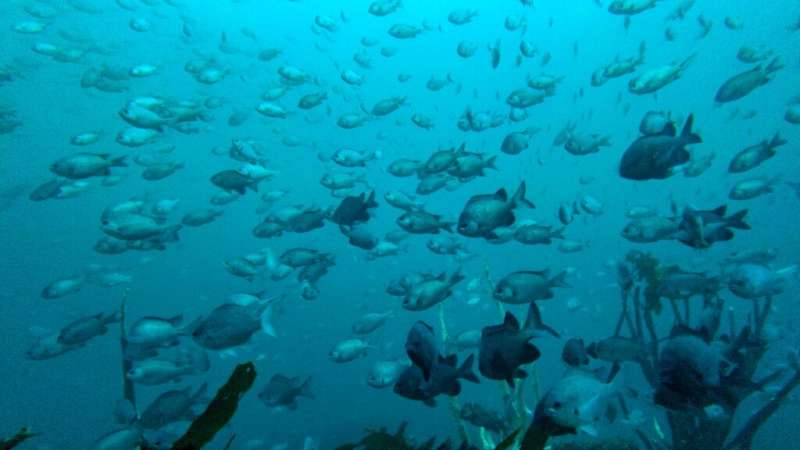 A submarine view of fish in Punta Choros, La Higuera, Chile, on October 7, 2021, in an area where a huge new mining project has 