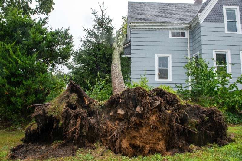 A tree uprooted by Tropical Storm Henri in New London, Connecticut on August 22, 2021