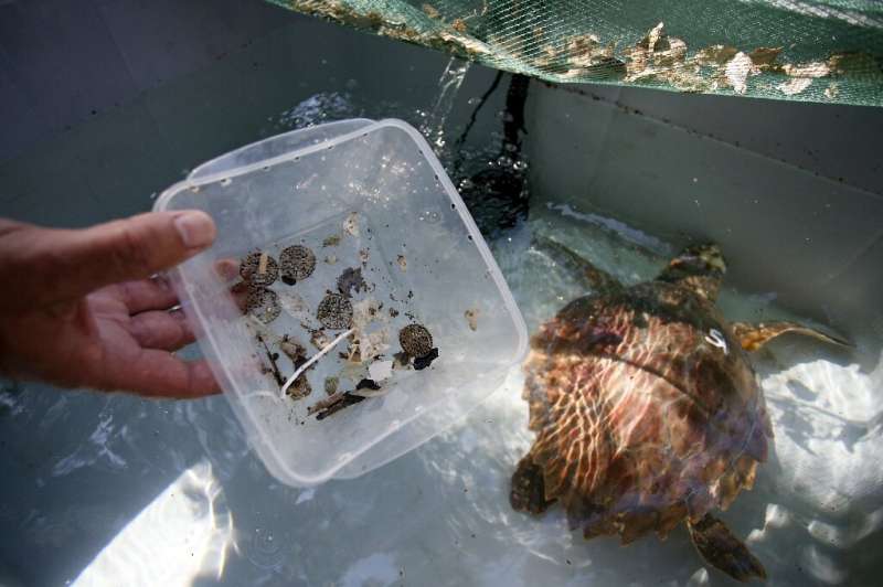 A turtle in Ajaccio on the French Mediterranean island of Corsica with the plastic pieces it has eaten, before having surgery to