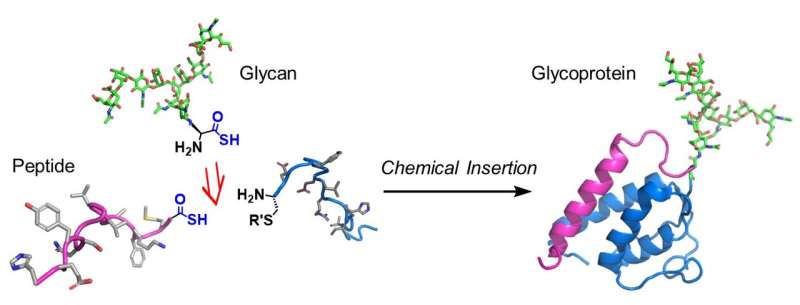 A winning combination for glycoprotein synthesis