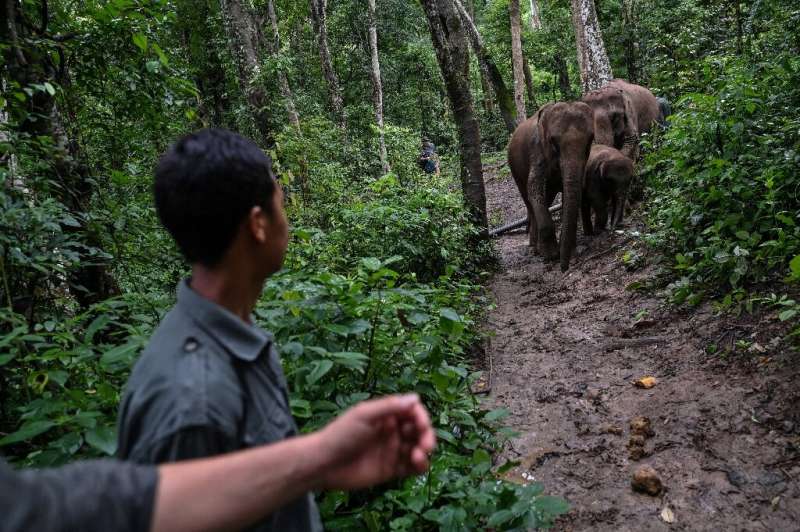 A Xishuangbanna elephant national park has been proposed by Chinese scientists, but it would require the expensive and political