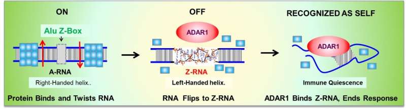A Z-RNA nanoswitch encoded by &quot;junk DNA&quot; turns-off immune responses against self