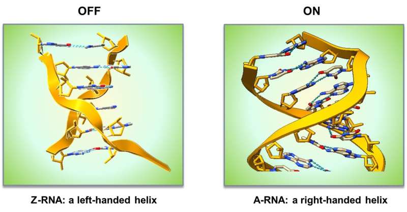 由“垃圾dna”编码的Z-RNA纳米开关关闭针对自身的免疫反应
