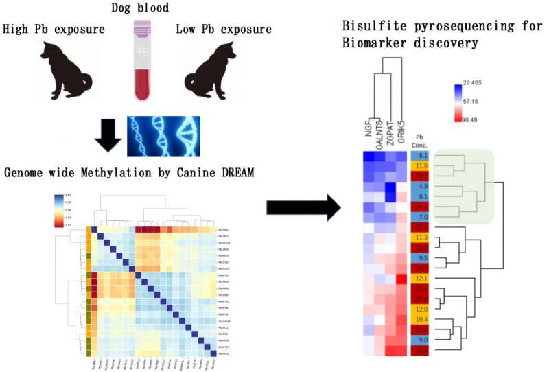 Abnormal DNA methylation found in lead-exposed dogs, genomic study shows