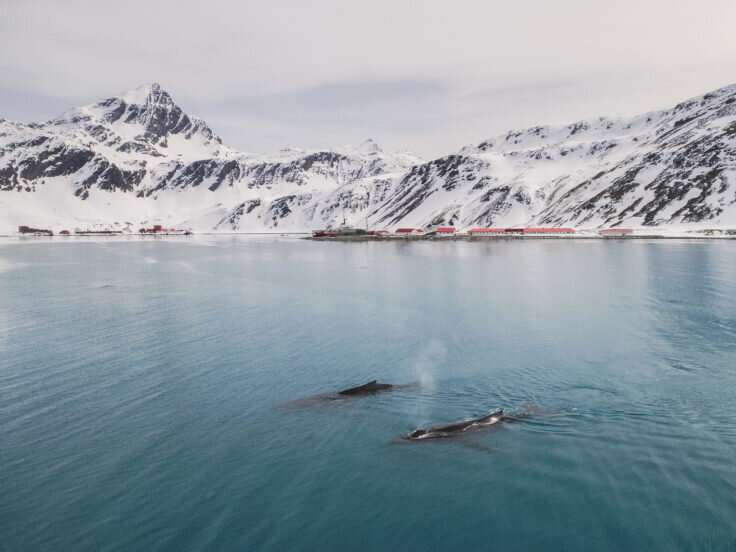 Acoustic research sheds new light on whale sounds 