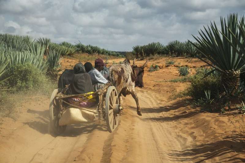 Across Madagascar's vast southern tip, drought has transformed fields into dust bowls. More than one million people face famine