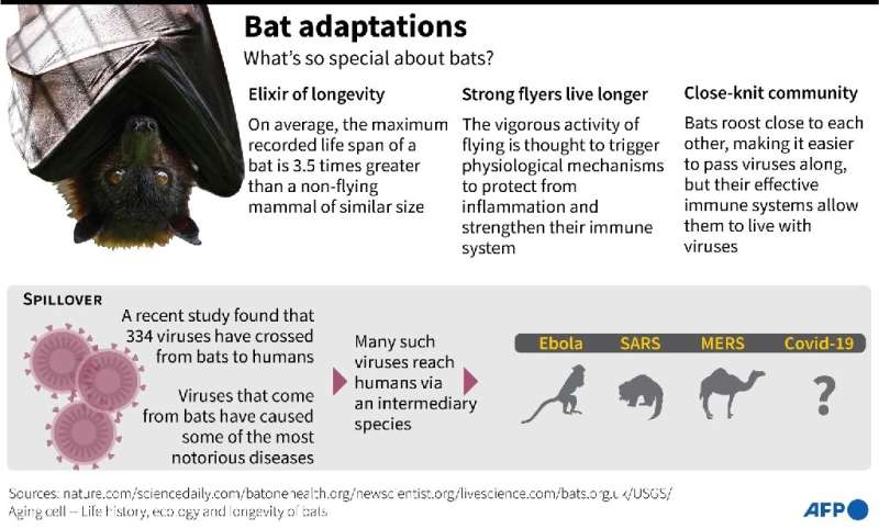 Adaptations made by bats that make them interesting to science