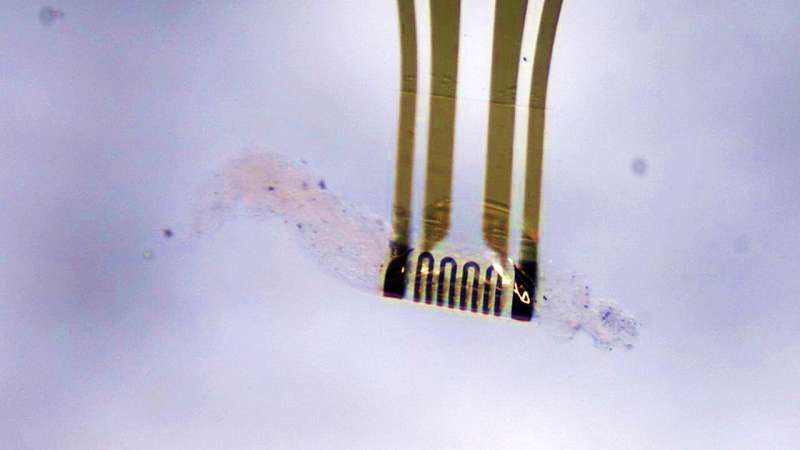Adaptive microelectronics reshape independently and detect environment for first time