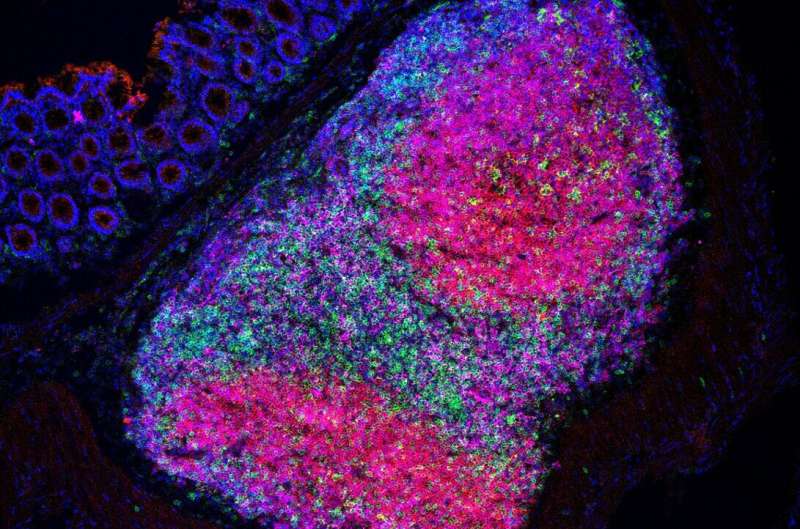 افزودن یک نوع باکتری به میکروبیوم روده ایمنی ضد تومور را در موش ها تقویت کرد