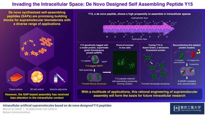 Advances in intracellular spaces with de novo designed peptide