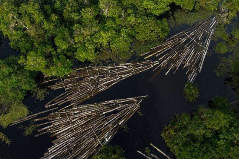 Aerial view of timber seized by military police on the Manacapuru River in Amazonas state in 2020—deforestation of the Brazilian