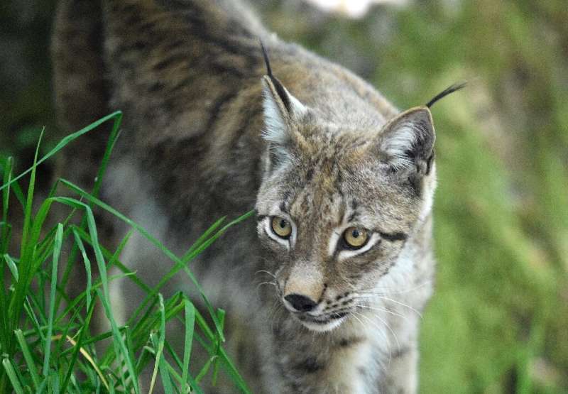 A female lynx is pictured at the animal park of Sainte-Croix, on June 03, 2020, in Rhodes, eastern France.