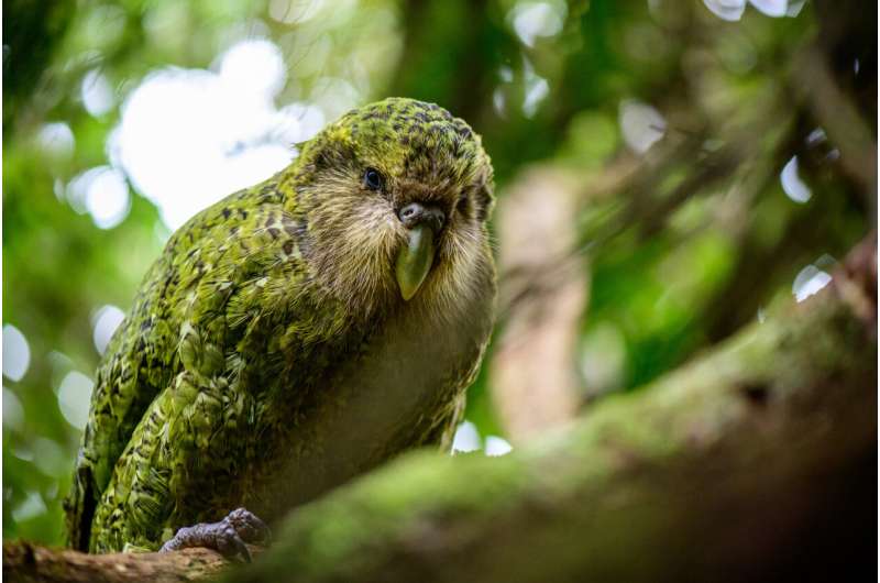 After 10,000 years of inbreeding, endangered flightless parrots from New Zealand are in surprisingly good genetic health
