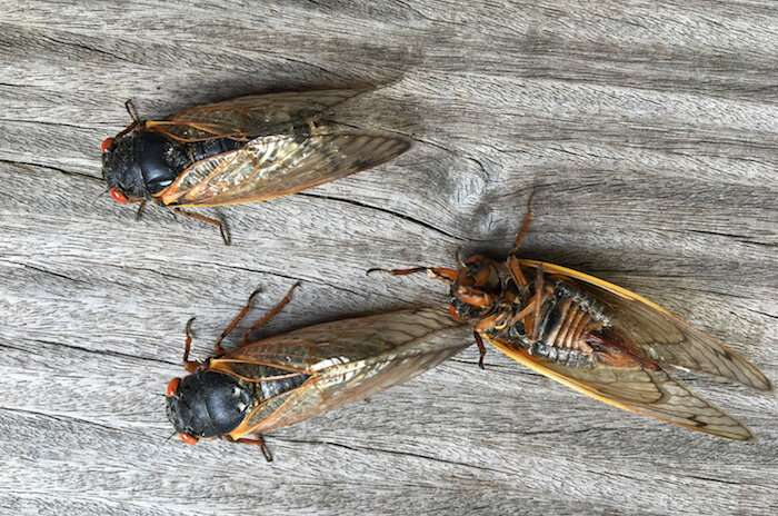 Within 12 hours, the cicadas take on the black and orange look that you see here. Even though they are now adults, these cicadas are still pretty awkward and often fall or accidentally flip themselves over.