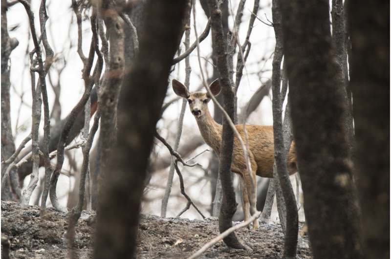 After California's 3rd-largest wildfire, deer returned home while trees were 'still smoldering'
