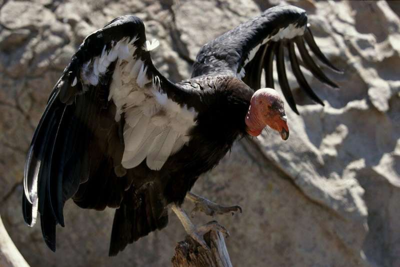 After near extinction, new genome data bodes well for condors' future
