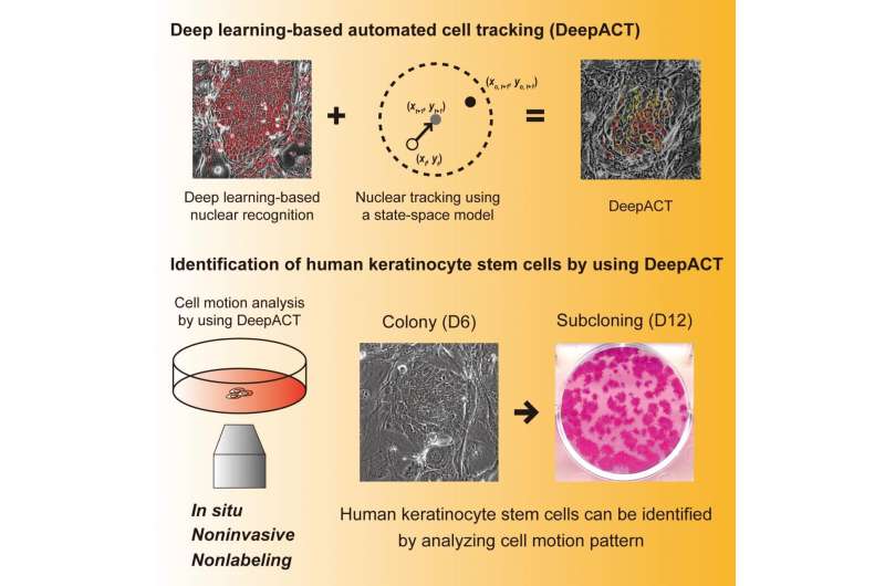 AI spots healthy stem cells quickly and accurately