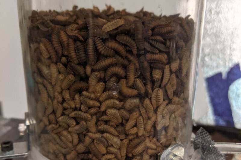Air flow key to ensuring black soldier fly larvae thrive as a sustainable food source