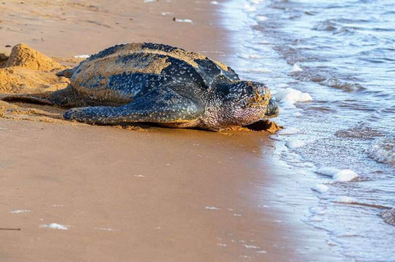 A leatherback turtle is seen in 2019