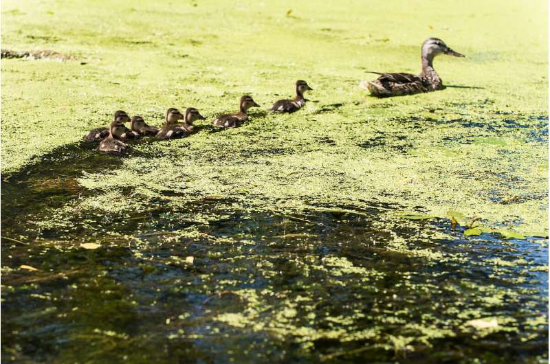 Algae blooms a problem but not a trend, study finds