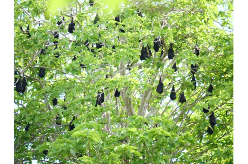 'Alien' plants could pose risk to fruit bats